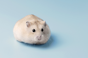 hamster urbanpet